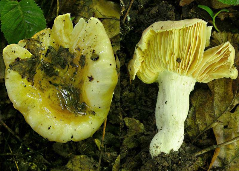 1� russula trentina....